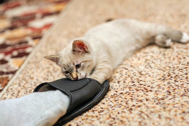 El gato muerde los pies