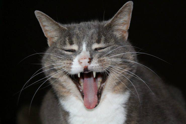 Gato