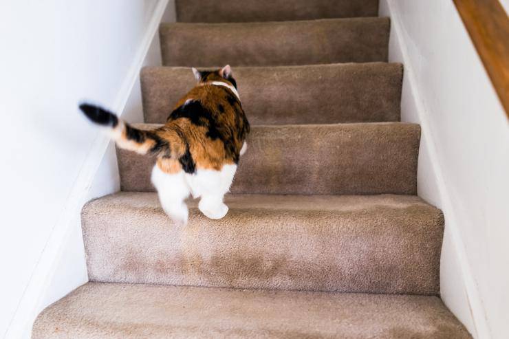 porque el gato de repente corre por la casa