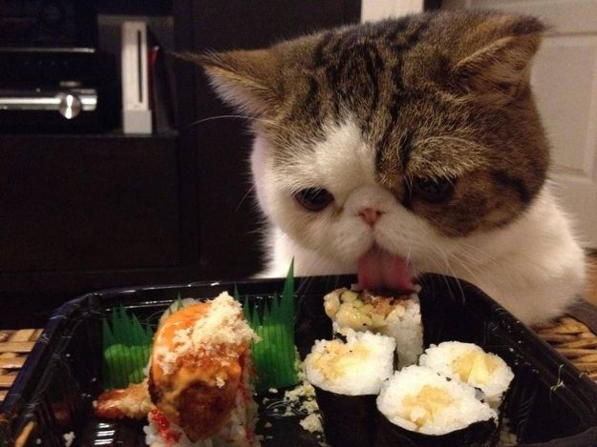 ¿Puede comer sushi el gato? Los riesgos y beneficios de estos alimentos exóticos Vida con