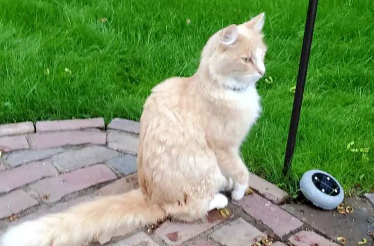 El gato molesto por los inquilinos de Facebook