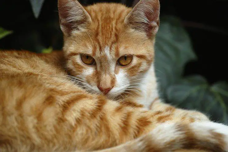 Gatos Naranjas Características Y Curiosidades Sobre Los Gatos Naranjas Vida Con Mascotas ️ 9478