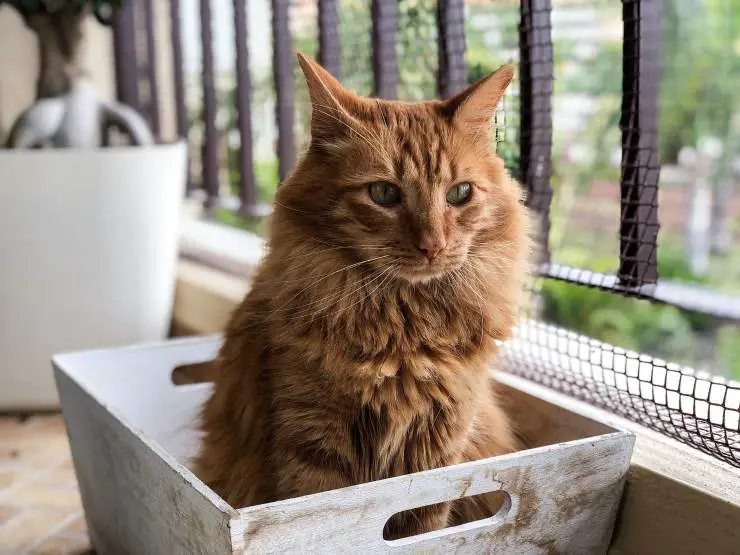 Gato naranja
