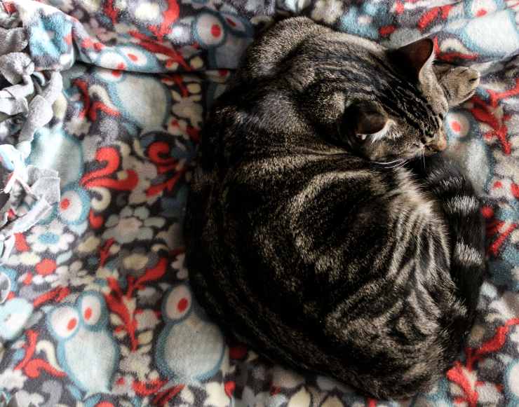 Por qué el gato duerme con nuestra ropa? ¿Qué le atrae tanto de nuestra ropa?  - Vida con Mascotas ▷➡️