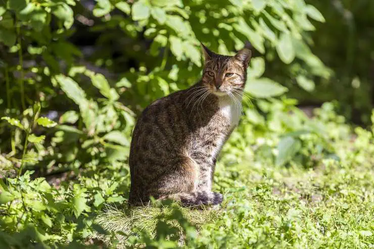 Felino
