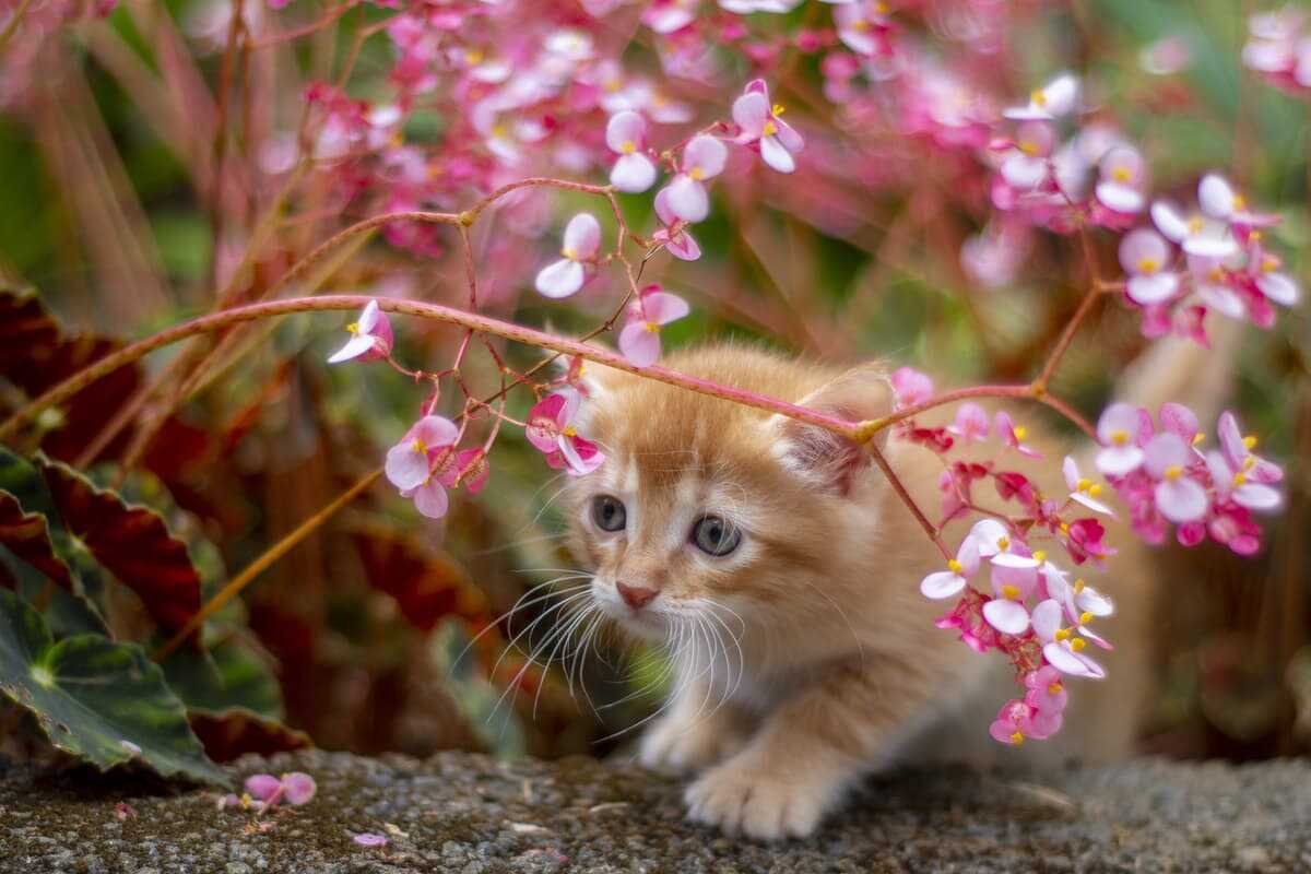 Intoxicación por begonia en gatos: síntomas y remedios - Vida con Mascotas  ▷➡️