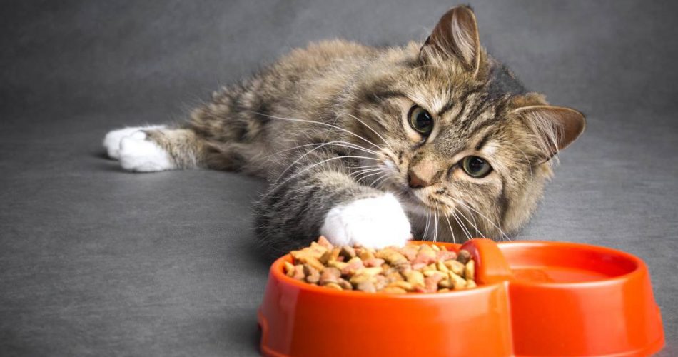 Pueden los gatos comer setas? Riesgos y beneficios de este alimento - Vida  con Mascotas ▷➡️