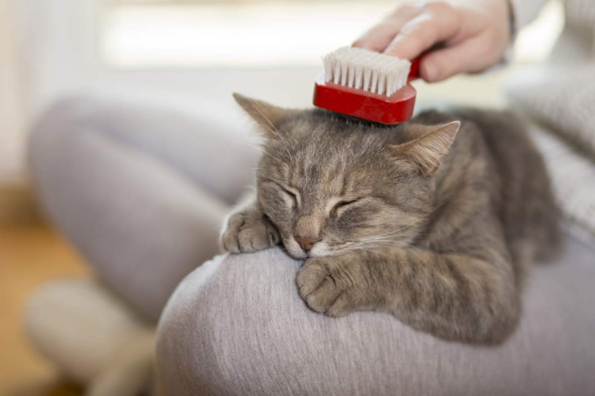 Cómo cepillar a tu gato de la manera correcta: los mejores consejos - Vida con Mascotas ▷➡️