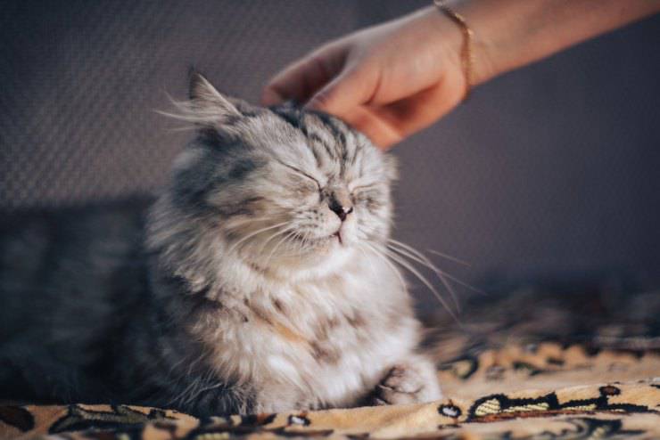 El gato extraña al dueño