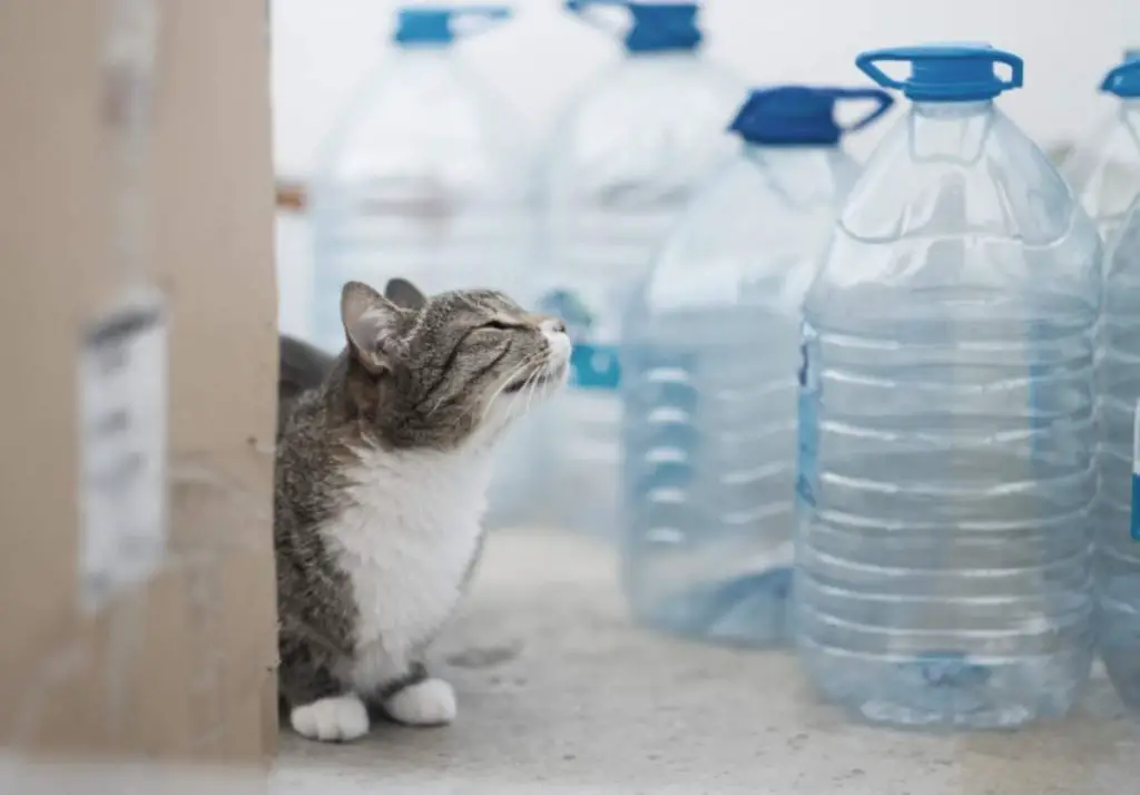 Por qué los gatos le temen a las botellas agua? esta la verdad - Vida con