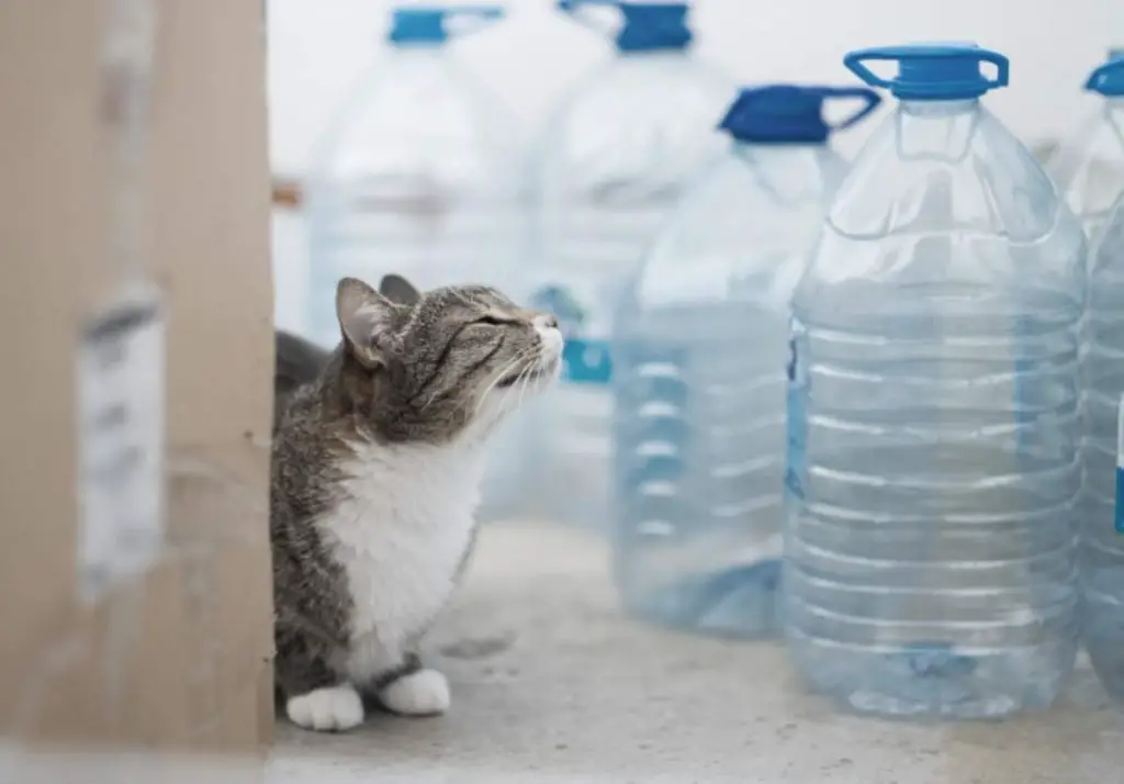 Botellas De Agua Para Ahuyentar Gatos