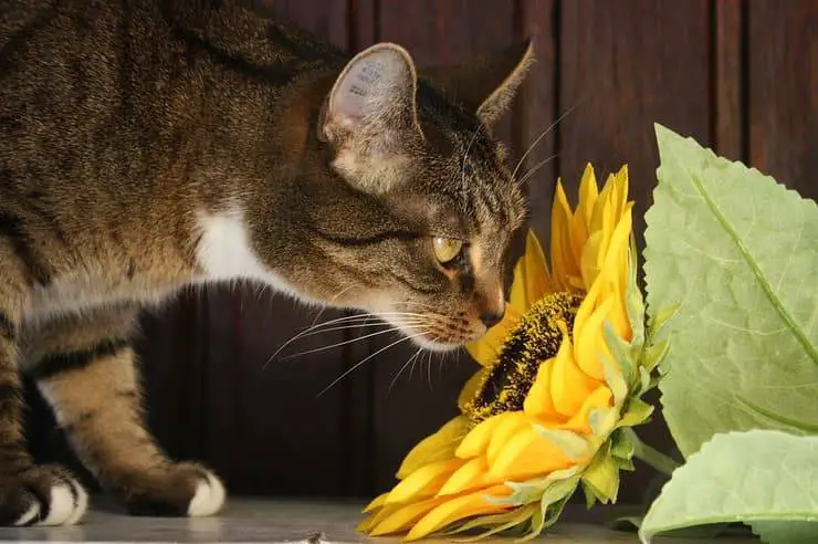 Gato con girasol (Foto Pixabay)