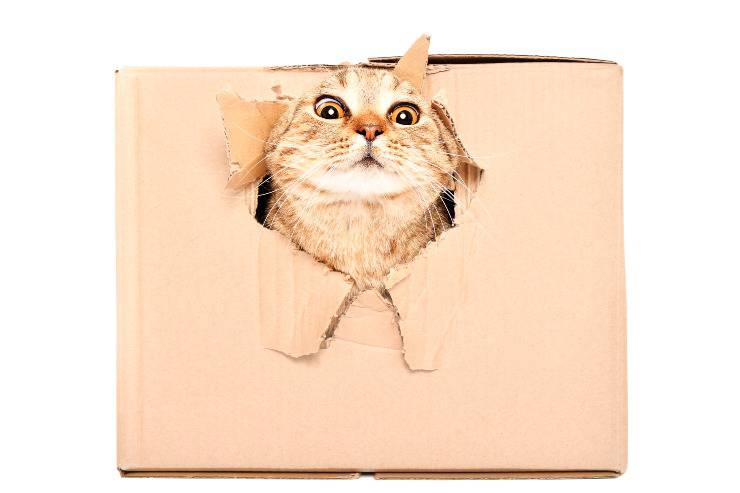 gato en la caja