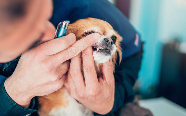 llaves de dientes de perro