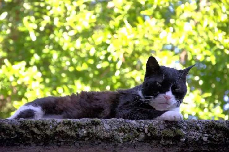 Gato acostado