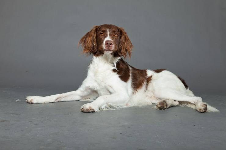 Spaniel holandés de drent adulto