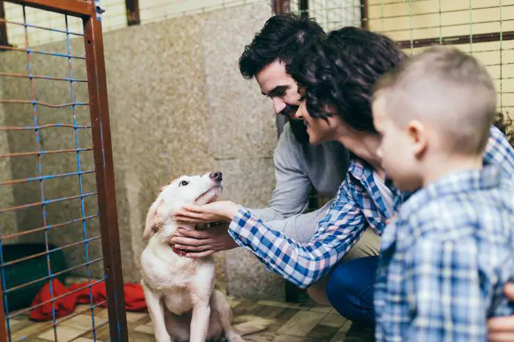 familia de la perrera del perro