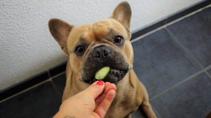 Bulldog francés