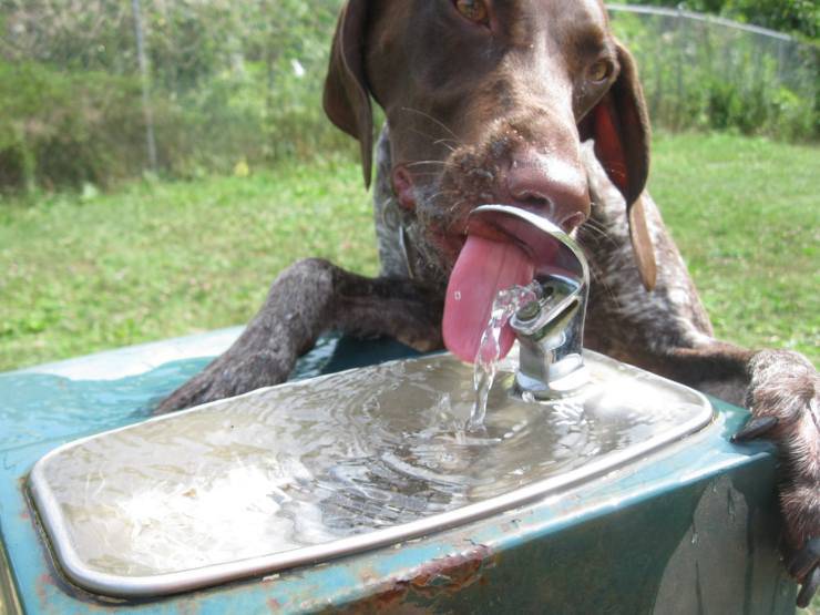 perro bebe agua fría