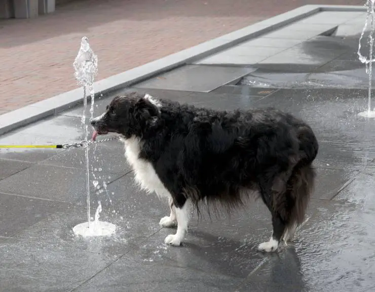 agua fría para perros