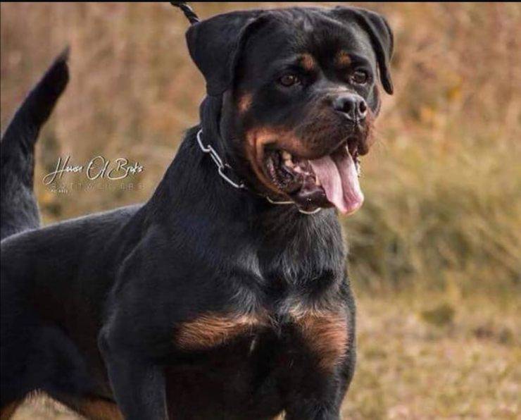 Razas de perros similares