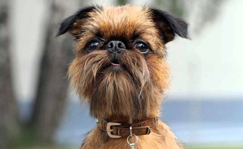 perros perezosos