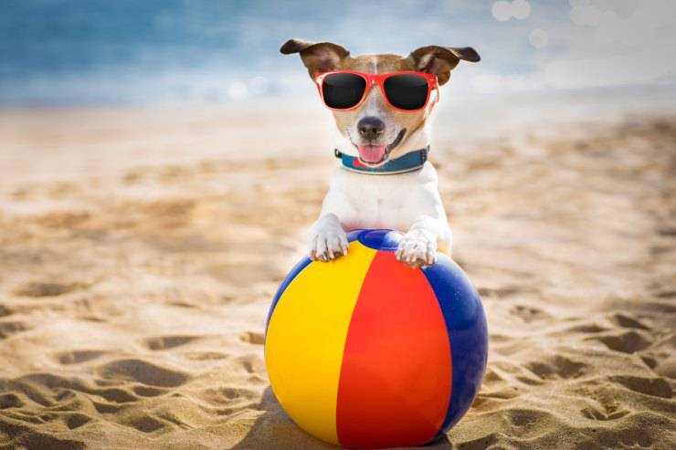 El perro puede nadar en el mar