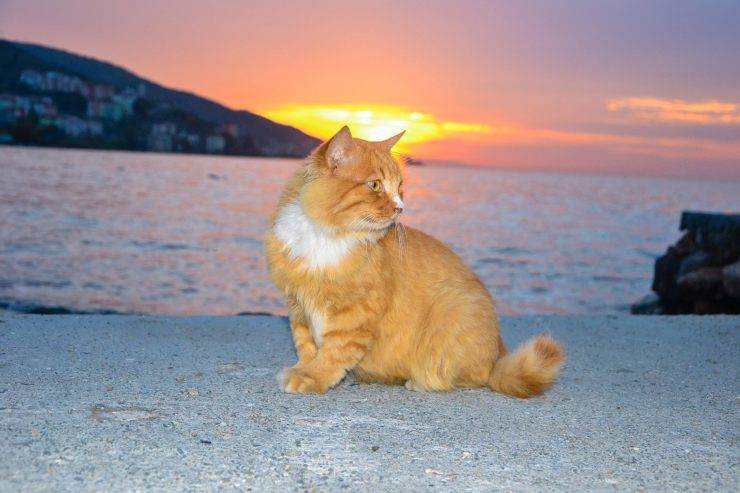 El gato debe salir o no El gato debe salir o no
