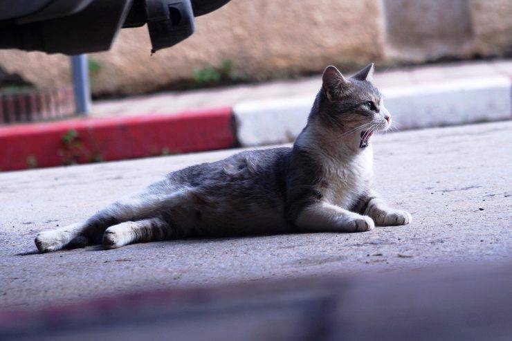 Gato en la calle Gato en la calle