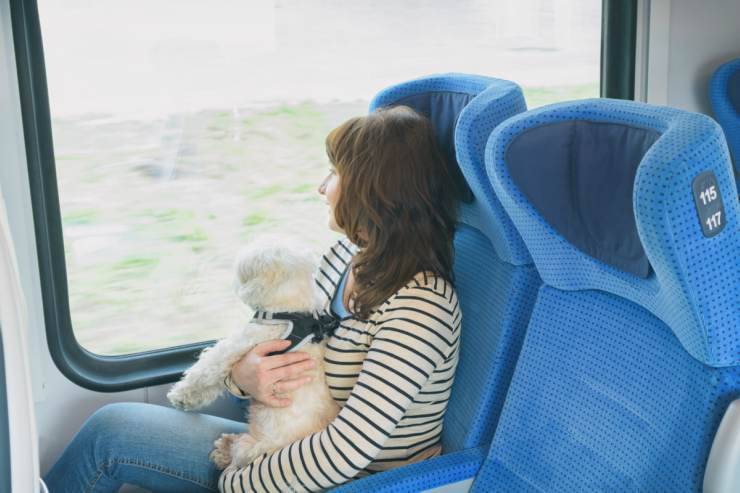 Viajar Con Su Perro En Tren: Cómo Subirlo A Bordo En Buen Estado - Vida ...