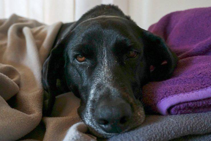 Perro perezoso