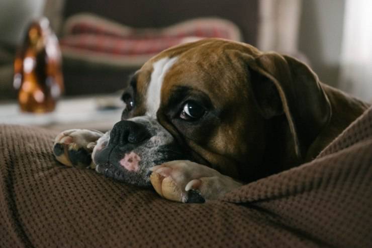 El trauma en los perros puede afectar su personalidad y comportamiento