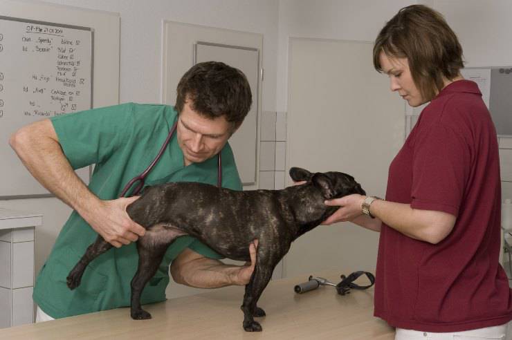 displasia de cadera en perros