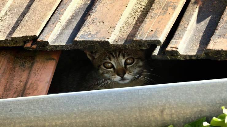 Gatito atrapado en el ático