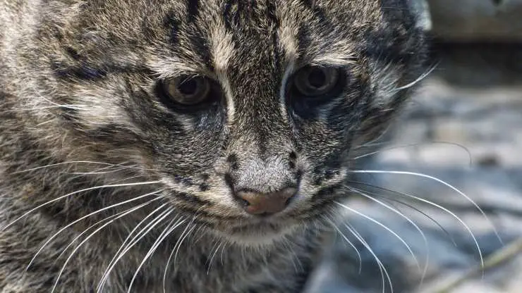 Razas de gatos en peligro de extinción Razas de gatos en peligro de extinción