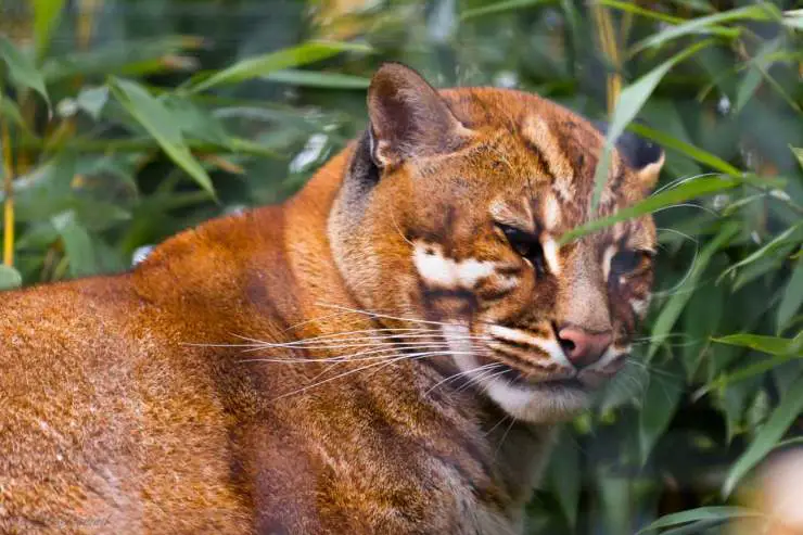 Razas de gatos en peligro de extinción Razas de gatos en peligro de extinción