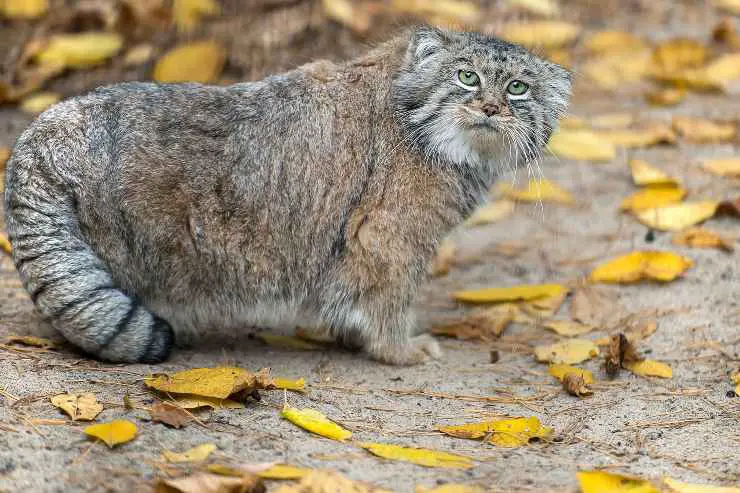 Razas de gatos en peligro de extinción Razas de gatos en peligro de extinción