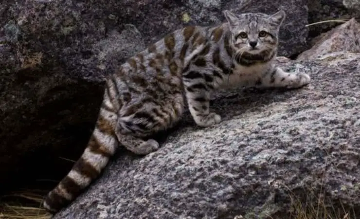 Gato andino