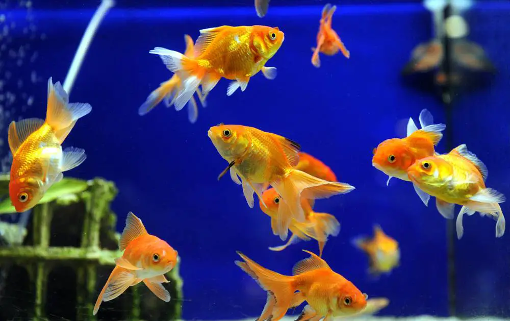 persecución de peces hambrientos