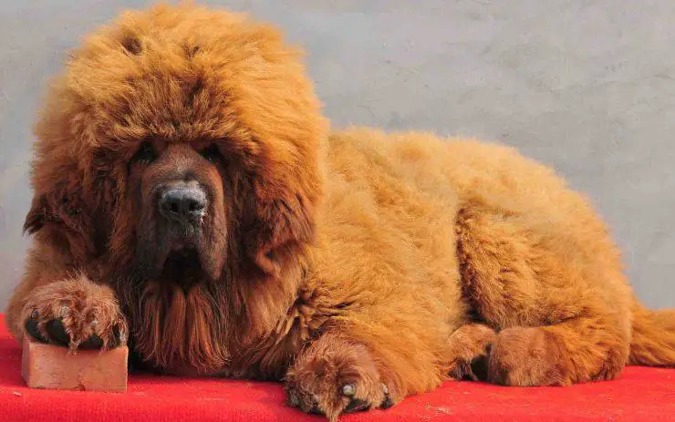 Mastín tibetano mastín tibetano