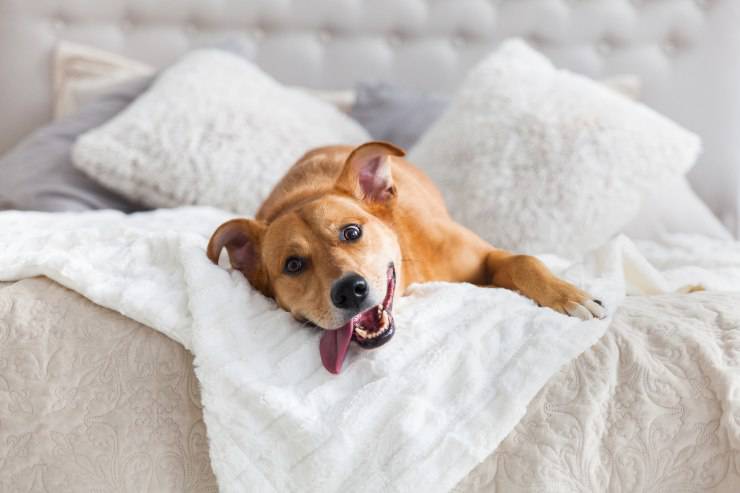 perro entre las sábanas blancas perro en la cama