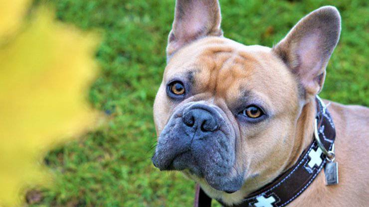 Bulldog francés enfermedades comunes salud