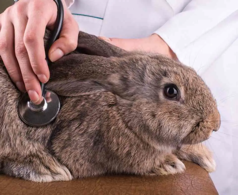 Medicamentos para conejos