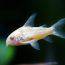 animales albinos peces