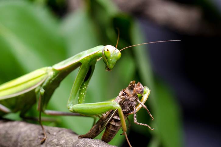 mantis religiosa alimentando
