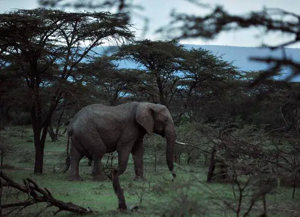 significado del elefante