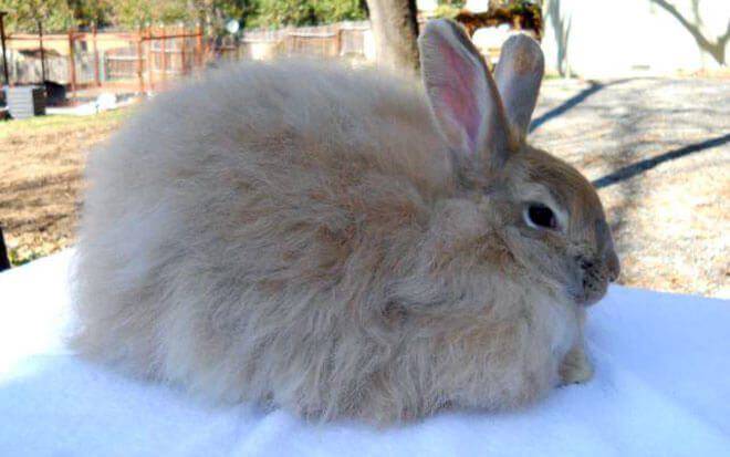 cuidado de la piel de conejo de angora