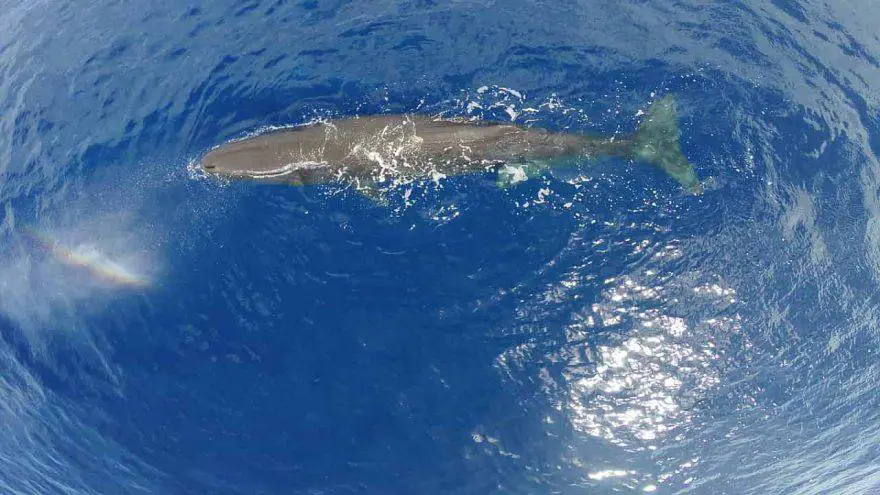 cetáceos ballena