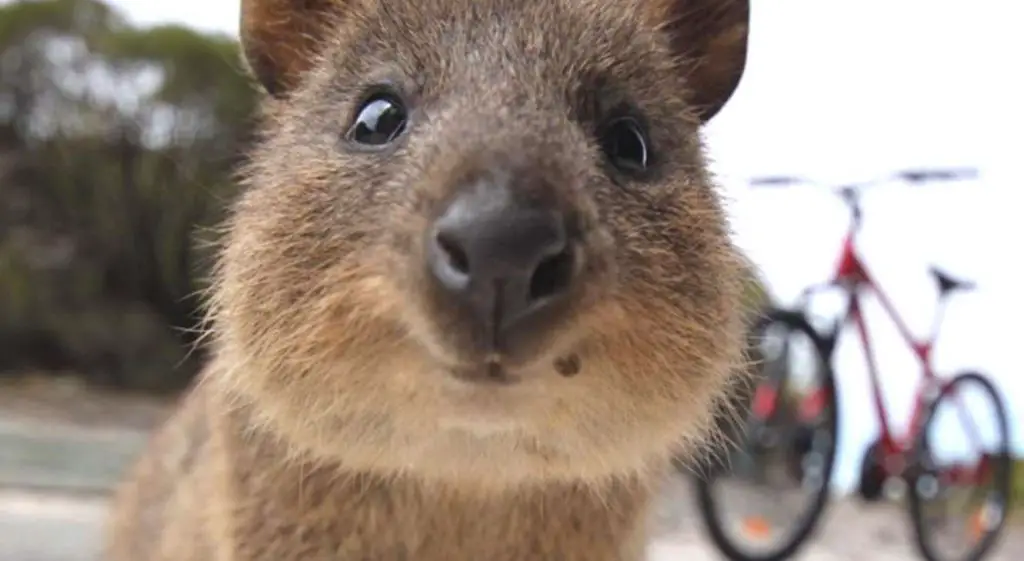 Quokka: el animal más feliz del mundo en peligro de extinción ðŸ¥‡ Vida