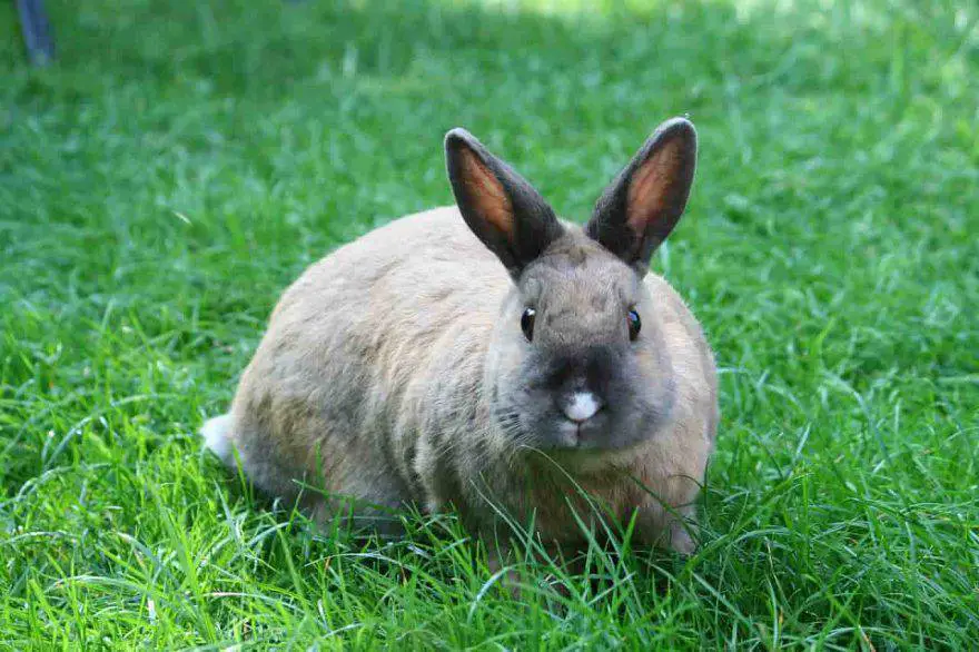 Conejo